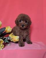 Красный той-пудель/ миниатюрный пудель