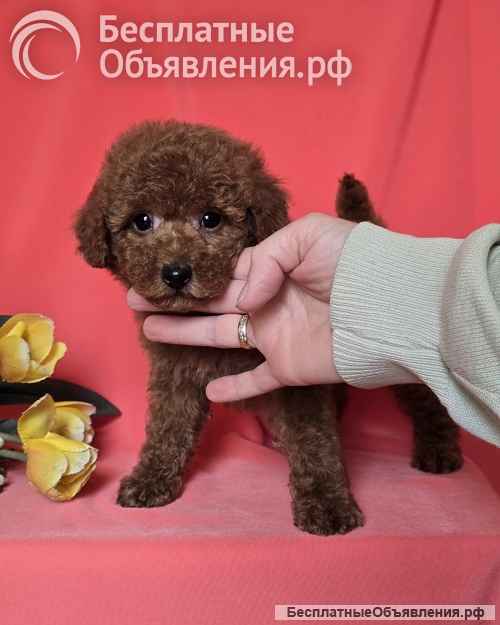 Красный той-пудель/ миниатюрный пудель