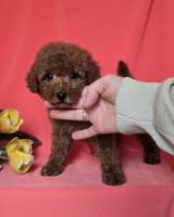 Красный той-пудель/ миниатюрный пудель