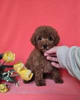 Красный той-пудель/ миниатюрный пудель