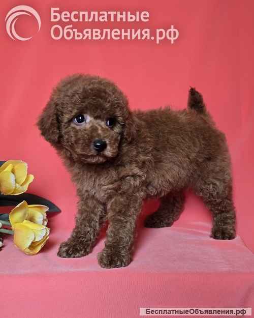 Красный той-пудель/ миниатюрный пудель