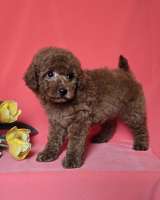 Красный той-пудель/ миниатюрный пудель