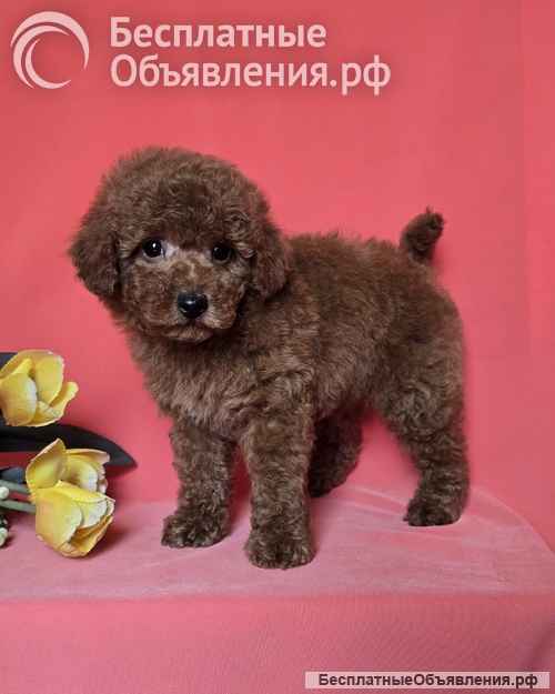 Красный той-пудель/ миниатюрный пудель