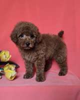 Красный той-пудель/ миниатюрный пудель