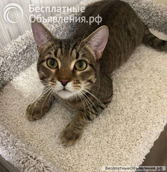 Молодой котик Яша ищет срочно хозяйку себе