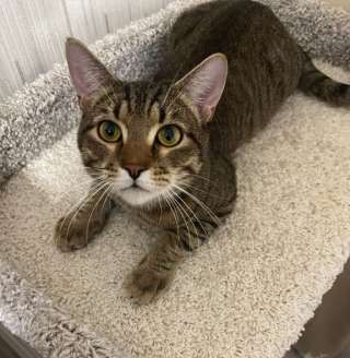 Молодой котик Яша ищет срочно хозяйку себе