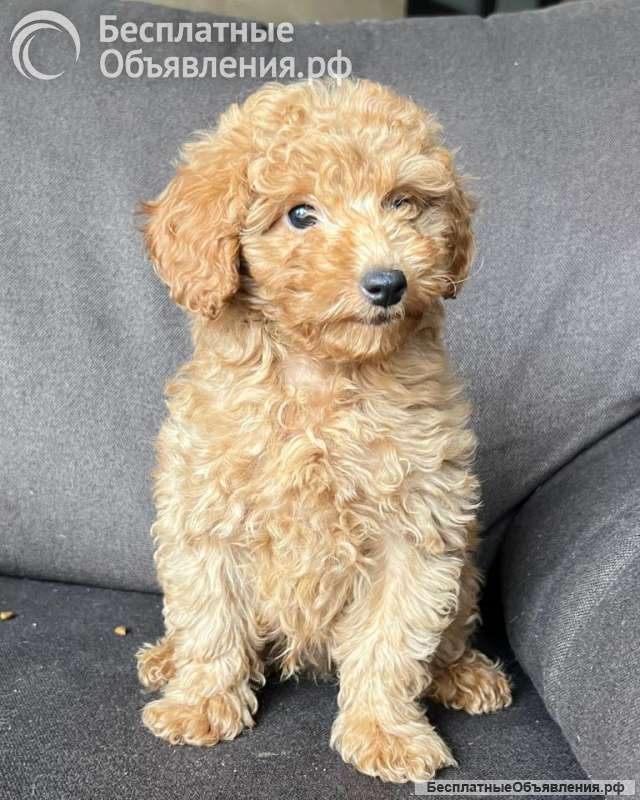 Щенок той-пуделя