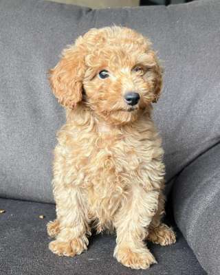 Щенок той-пуделя