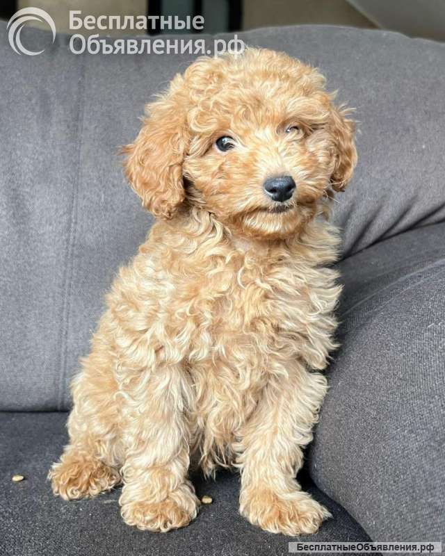 Щенок той-пуделя