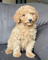 Щенок той-пуделя