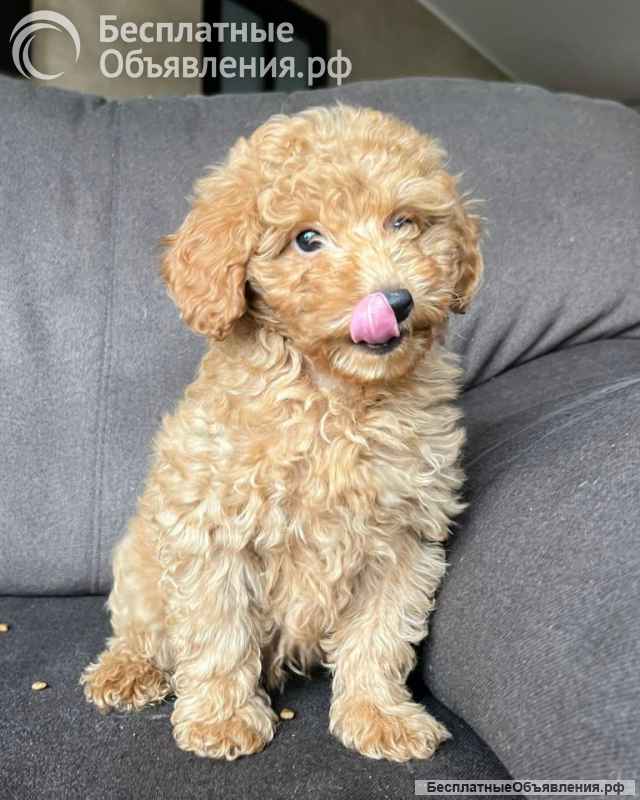 Щенок той-пуделя