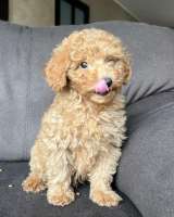 Щенок той-пуделя