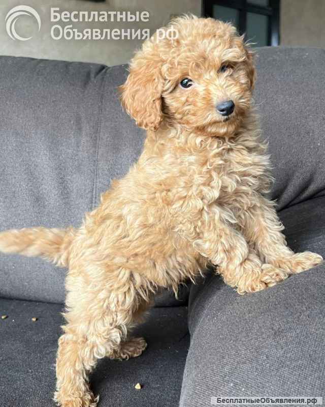 Щенок той-пуделя