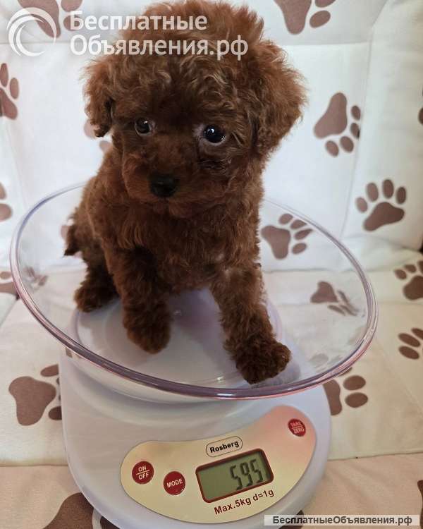 Красный карликовый пудель