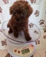 Красный карликовый пудель