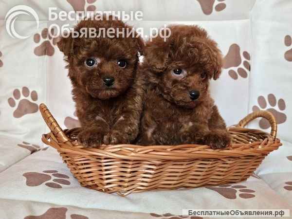 Красный карликовый пудель