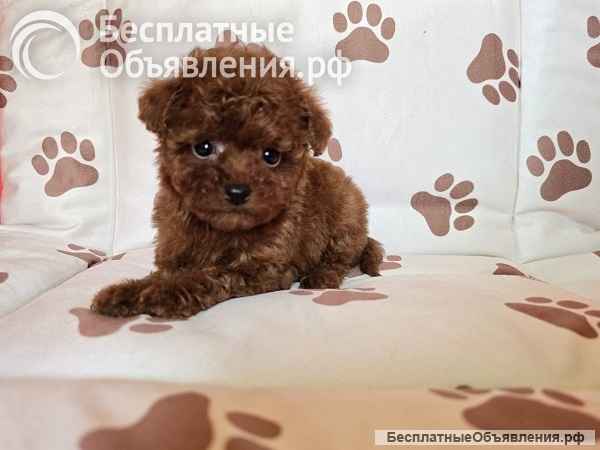 Красный карликовый пудель