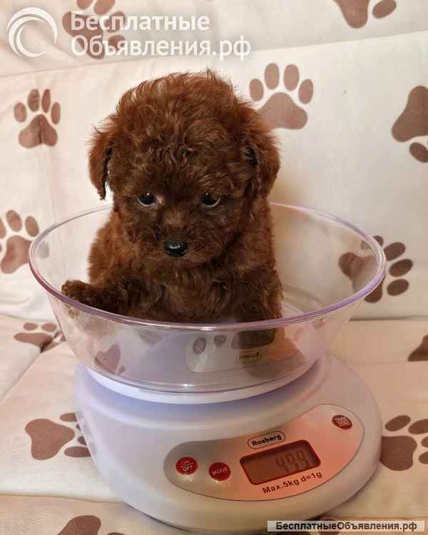 Красный карликовый пудель