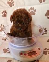 Красный карликовый пудель