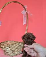 Красный карликовый пудель