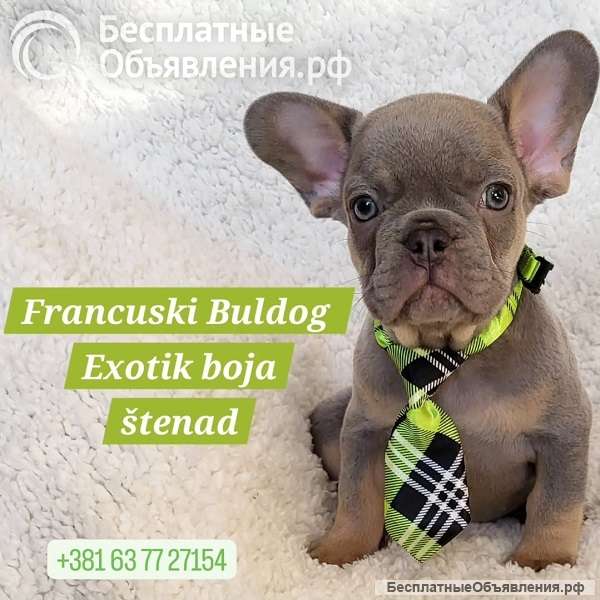 Щенки французского бульдога экзотического окраса