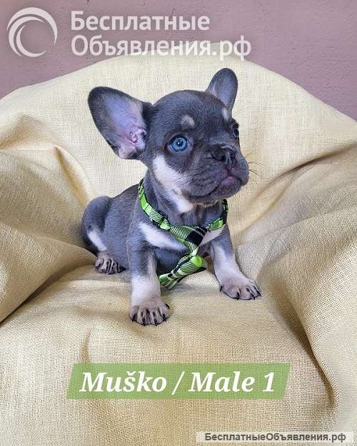Щенки французского бульдога экзотического окраса