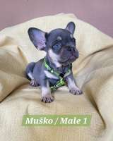 Щенки французского бульдога экзотического окраса