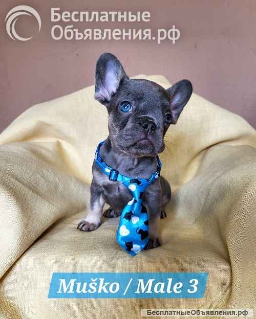 Щенки французского бульдога экзотического окраса