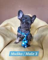 Щенки французского бульдога экзотического окраса