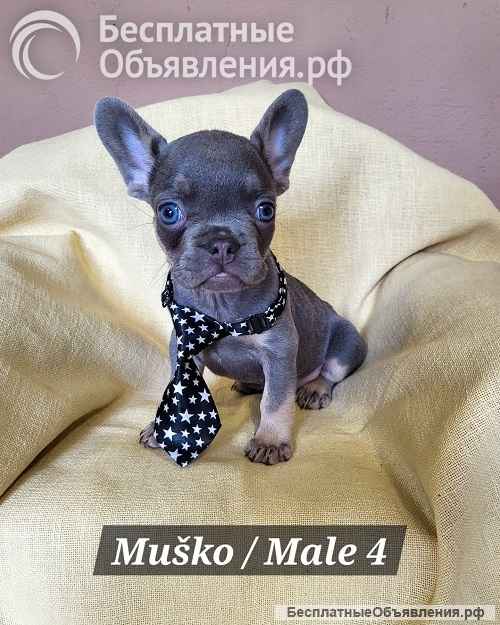 Щенки французского бульдога экзотического окраса