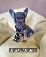 Щенки французского бульдога экзотического окраса