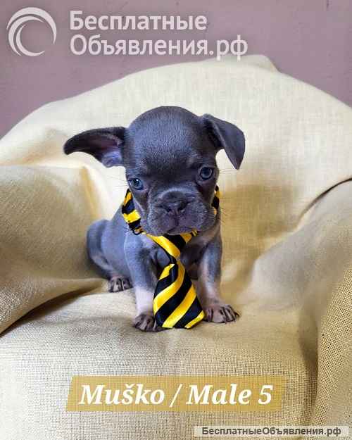 Щенки французского бульдога экзотического окраса