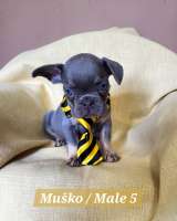 Щенки французского бульдога экзотического окраса