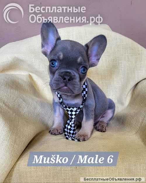 Щенки французского бульдога экзотического окраса