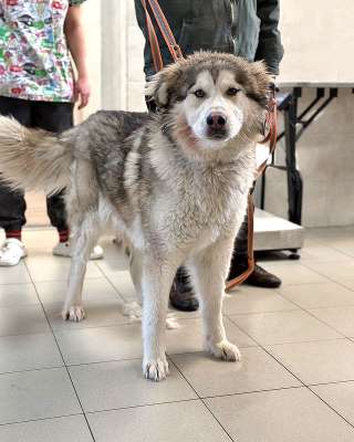 Молодая домашняя собака Тали, аляскинский маламут ищет дом