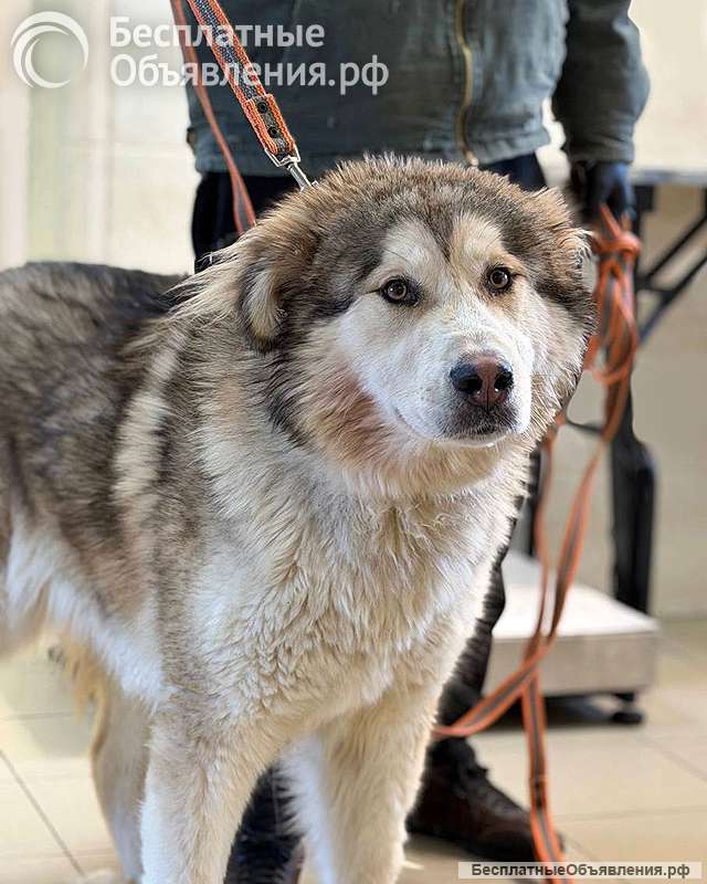 Молодая домашняя собака Тали, аляскинский маламут ищет дом