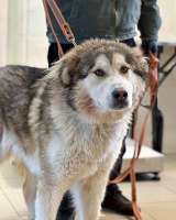 Молодая домашняя собака Тали, аляскинский маламут ищет дом