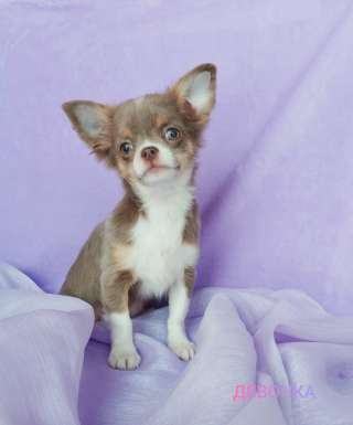 Щенок чихуахуа