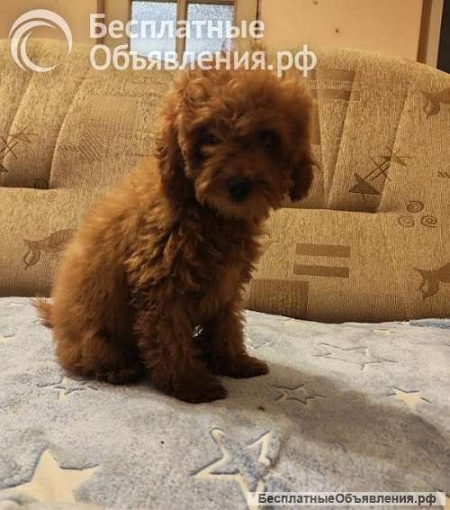 Красный той-пудель