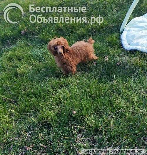 Красный той-пудель