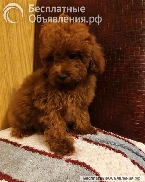 Красный той-пудель