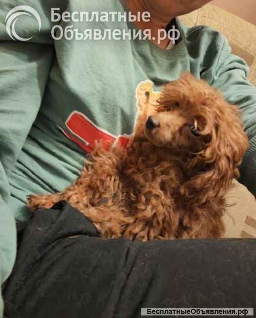 Красный той-пудель