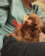 Красный той-пудель