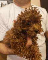 Красный той-пудель