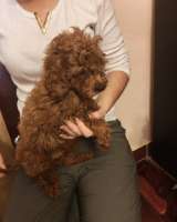 Красный той-пудель