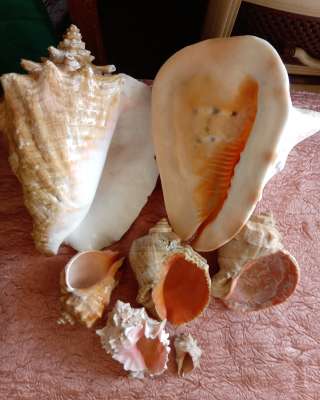 Ракушки декоративные