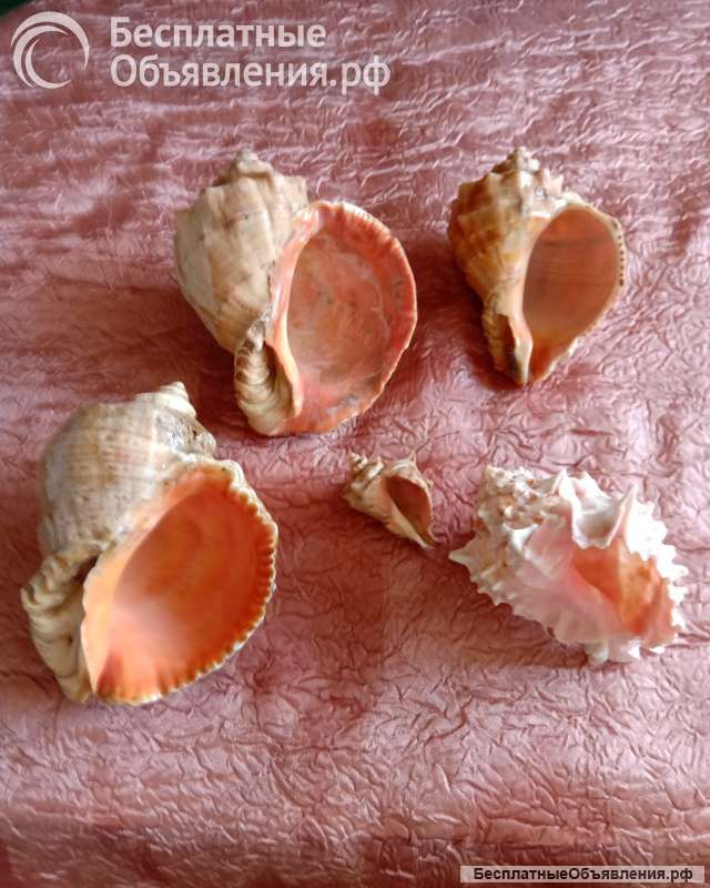 Ракушки декоративные