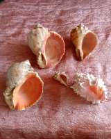 Ракушки декоративные