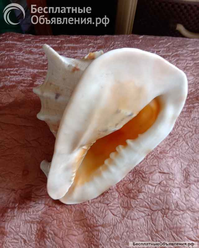 Ракушки декоративные