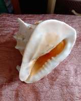 Ракушки декоративные